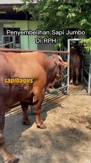 Penyembelihan-Sapi-Jumbo-Di-RPH